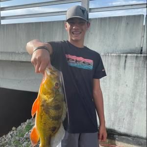 Meet your Posher, Wyatt